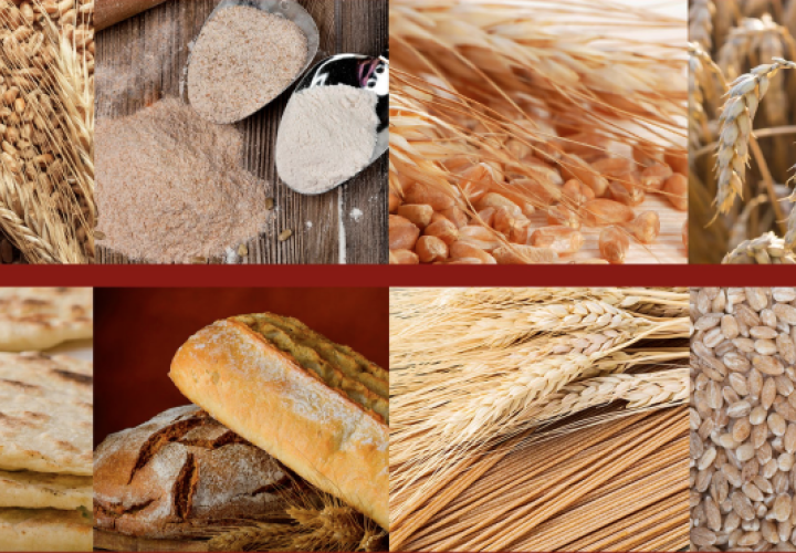 Guideline: fortification of wheat flour with vitamins and minerals as a public health strategy