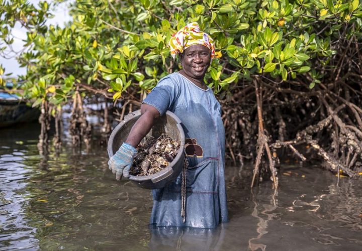 Senegal-mangroove_FAO-Sylvain-Cherkaoui