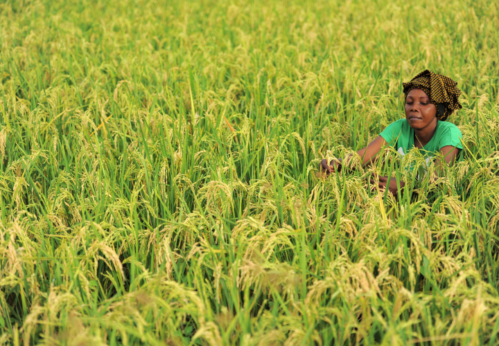 © FAO/Daniel Hayduk