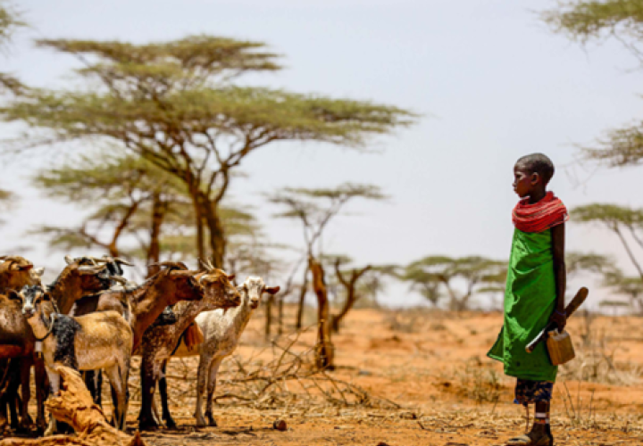 FAO_Sustainable Livestock-Healthy Diets-Kenya-cover (Nov2024)