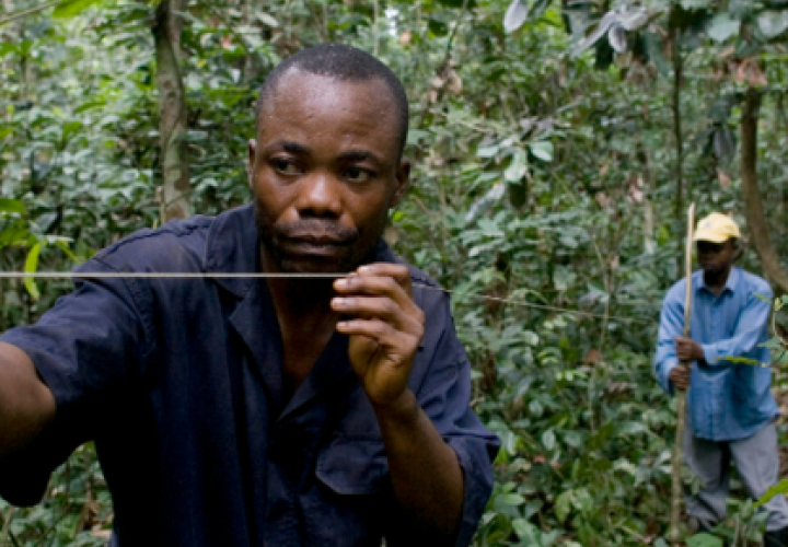 FAO-Sustainable forest mgt podcast-image (Apr2025)