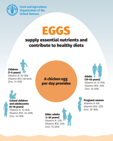 FAO- Eggs infographic image (2023)