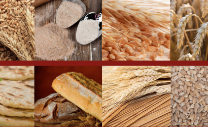 Guideline: fortification of wheat flour with vitamins and minerals as a public health strategy